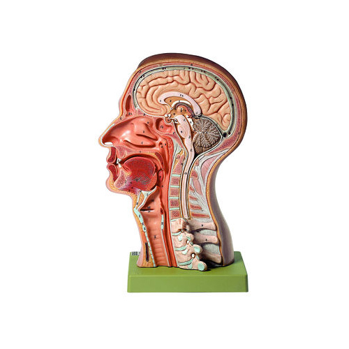Model of the Head