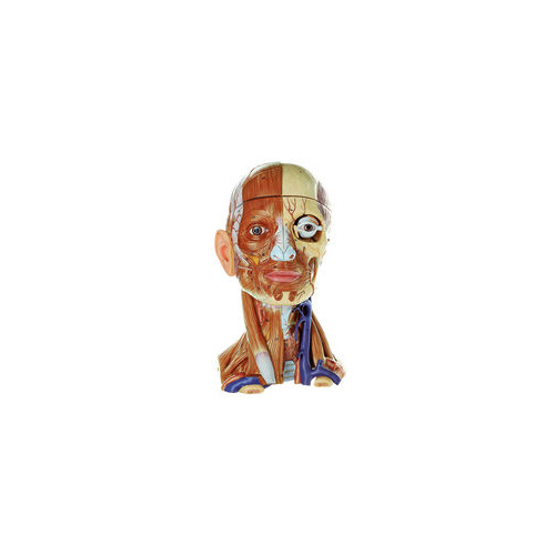 Head with Muscles