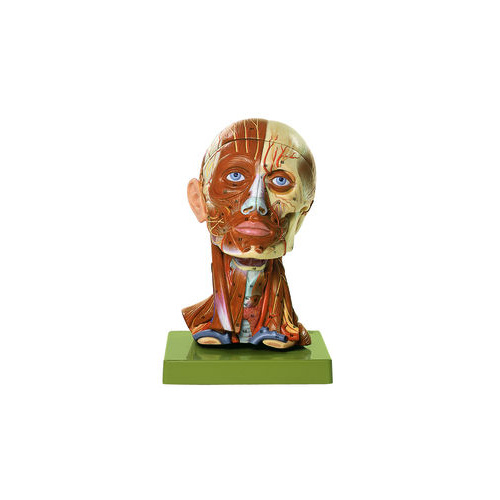 HEAD WITH MUSCLES AND VESSELS