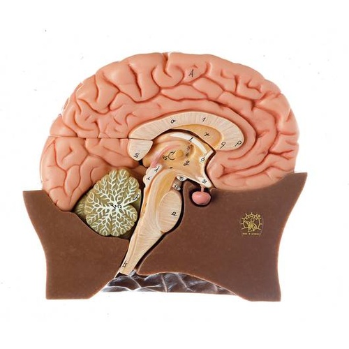Half of the Brain
