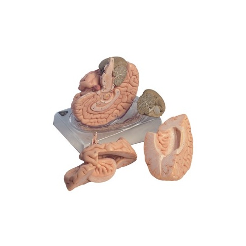 Anatomical Model of the Brain