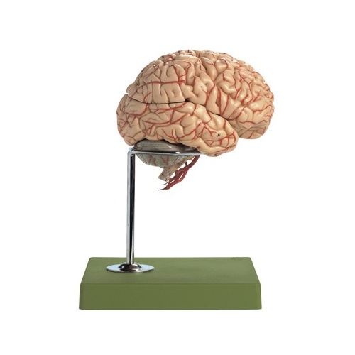 Brain with Arteries and Stand