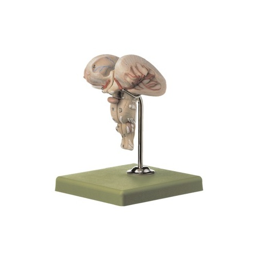 Medulla