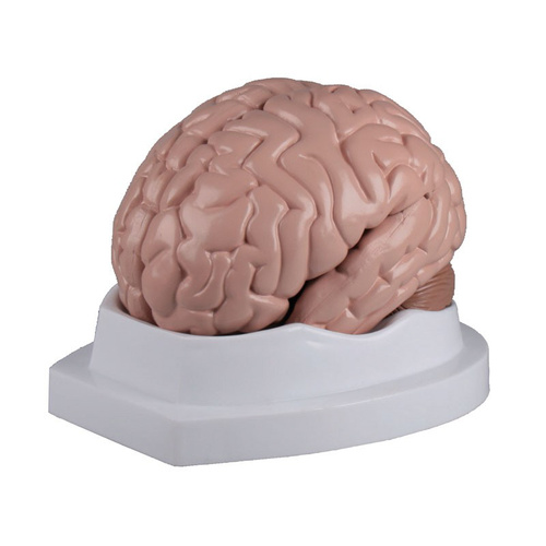 Anatomical Model Of Brain