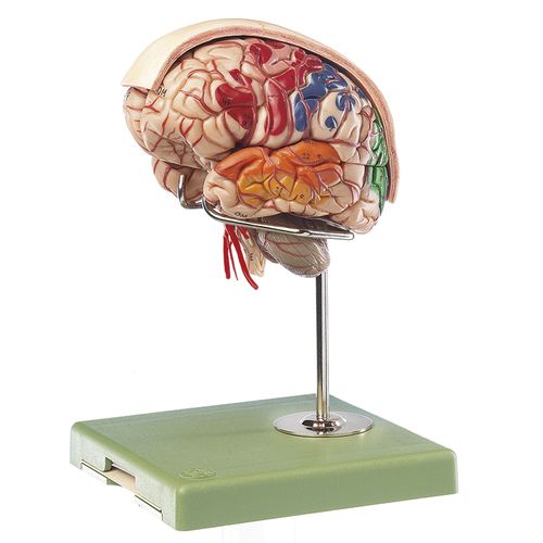 Brain Model with Arteries, Falx Cerebri and Indicated Cytoarchitectural Areas
