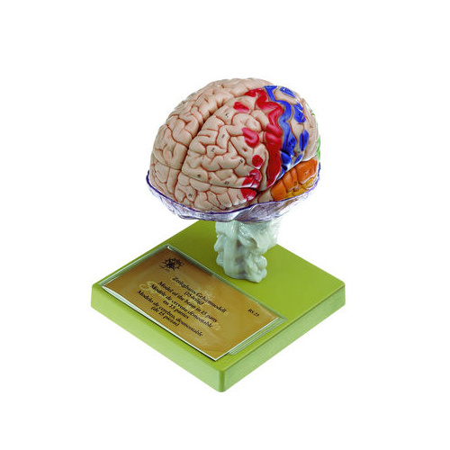 Model of Brain with Indicated Cytoarchitectural Areas