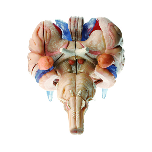 Model of Brain Stem in 12 parts