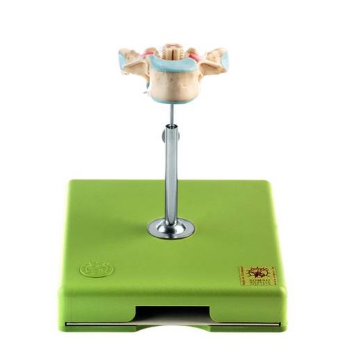 Thoracic Vertebra (TH II) with Spinal Cord