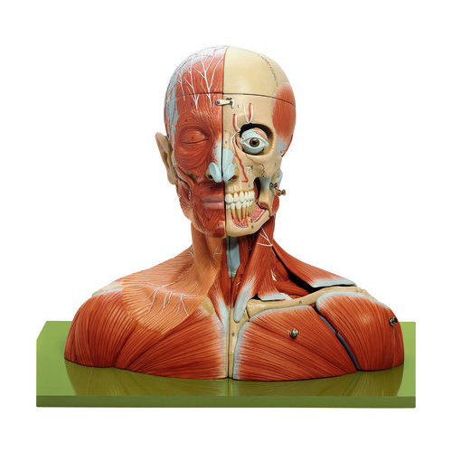 HEAD AND NECK