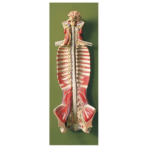 Spinal Cord in Spinal Canal