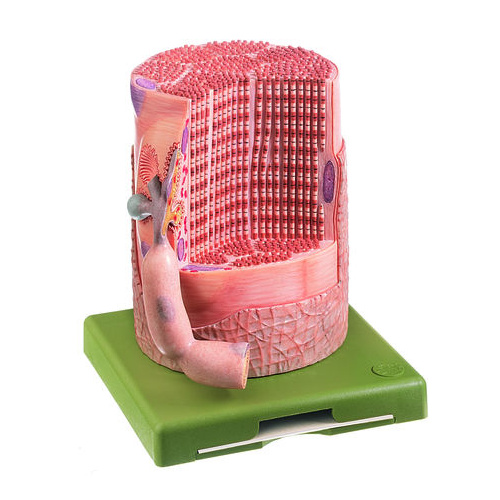Transversely Striated Muscular Fibre with Motor End-Plate