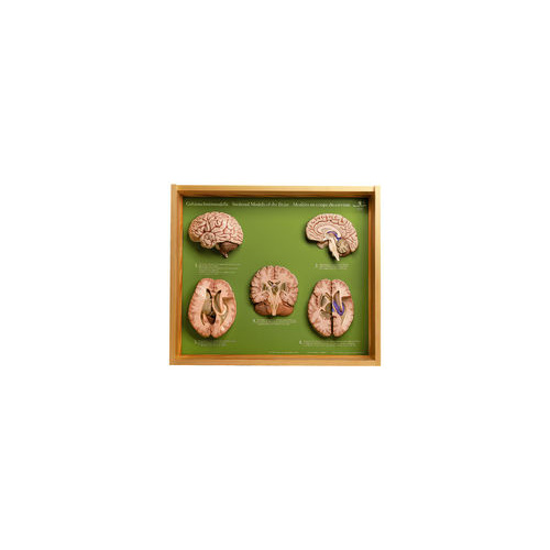 BRAIN, 5 SECTIONAL MODELS