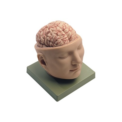 Base of the Head