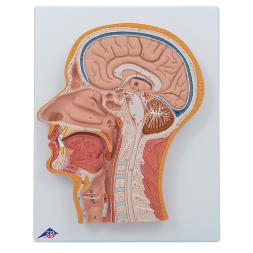 Anatomical Model Head Median Section