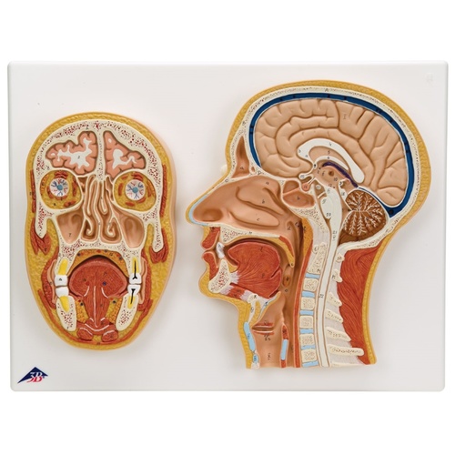 Anatomical Median and Frontal Section of the Head Model