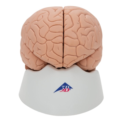 Anatomical Model Brain in 2 parts 