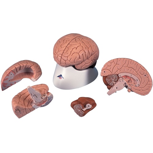 Anatomical Model Brain in 4 parts