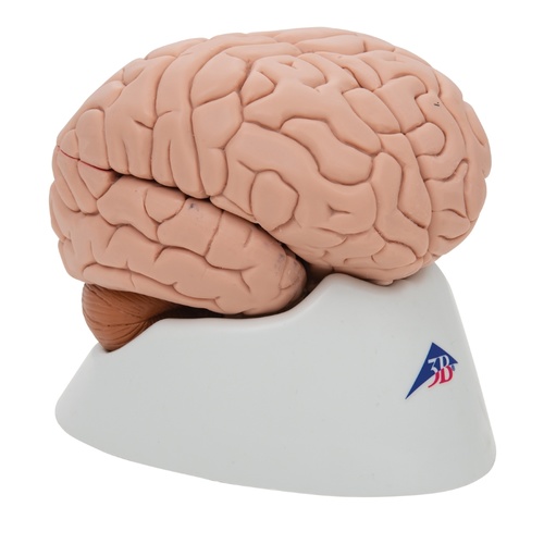 Anatomical Models of Brain in 8 parts