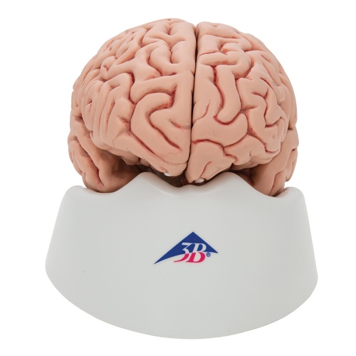 Anatomical Model of Brain in 5 parts