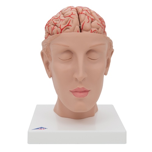 Brain with Arteries and base of Head (8 Part)