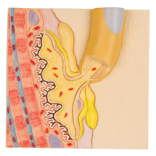 Anatomical Motor End Plate Model