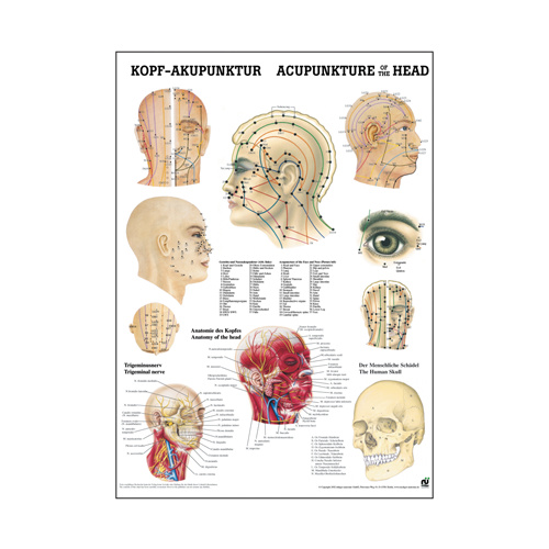 Acupuncture of the Head