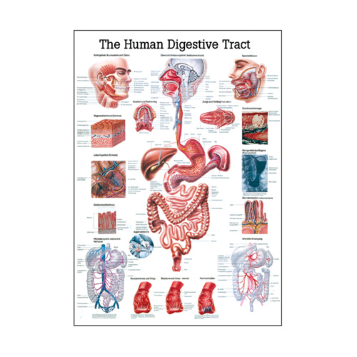 Digestive Tract Anatomical Chart at Mentone Educational
