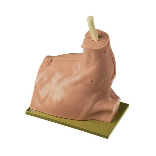 CLA Arthroscopy Simulators Of Shoulder Joint - Soft Skin