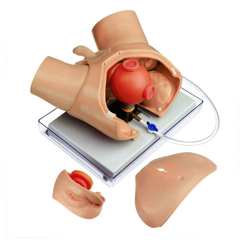 Urological Examination Phantom For Endoscopic Operations
