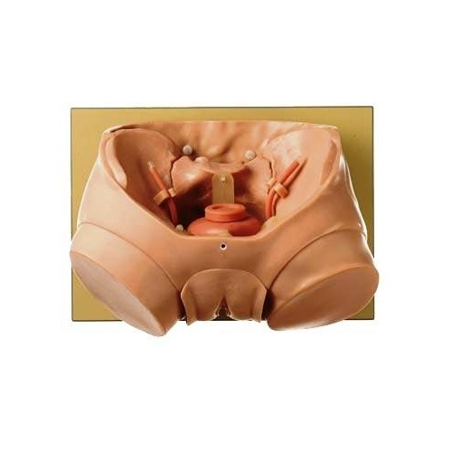 CLA Bladder Phantom For Endoscopy
