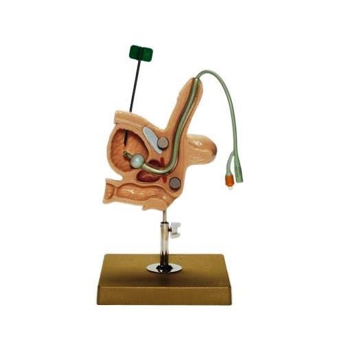 CLA Male Catheterization Model