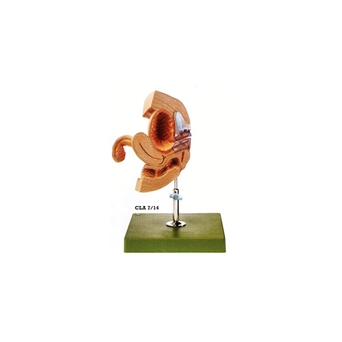 CLA Female Catheterization Model