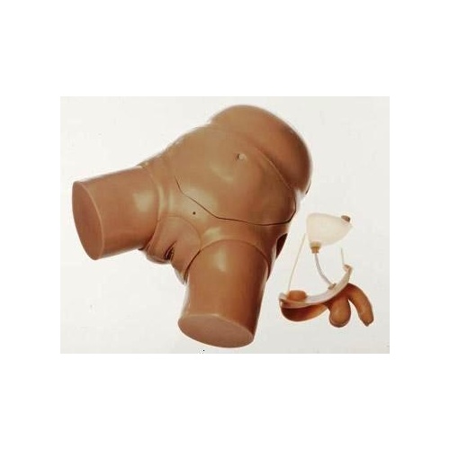 CLA Male And Female Catheterization Model