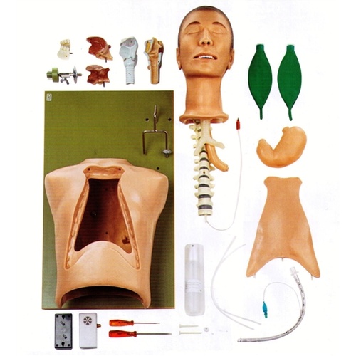 CLA Intubation Torso Model Without Case