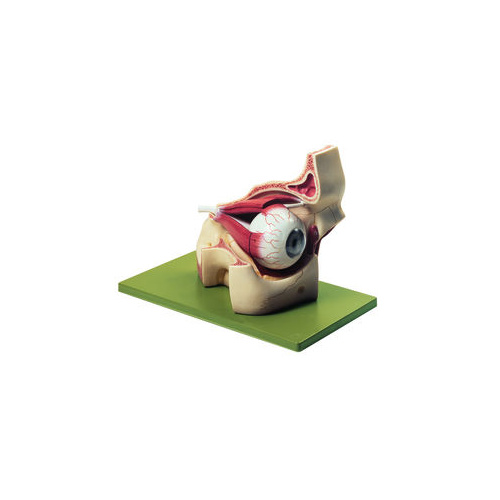 Eyeball with Part of Orbit