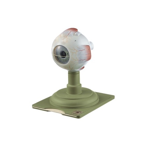 Eyeball