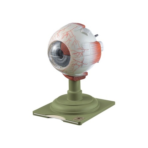 Eyeball