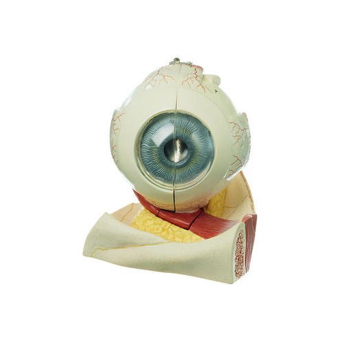 Eyeball
