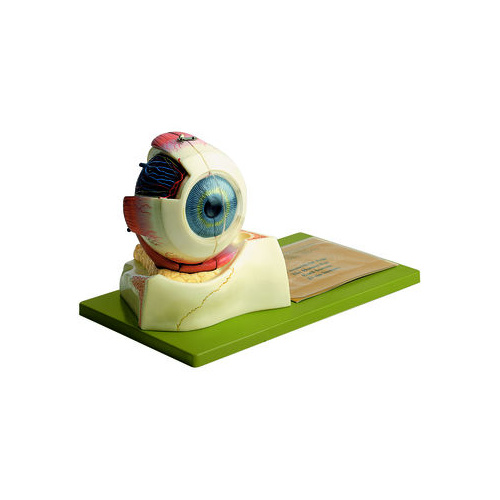 Eyeball