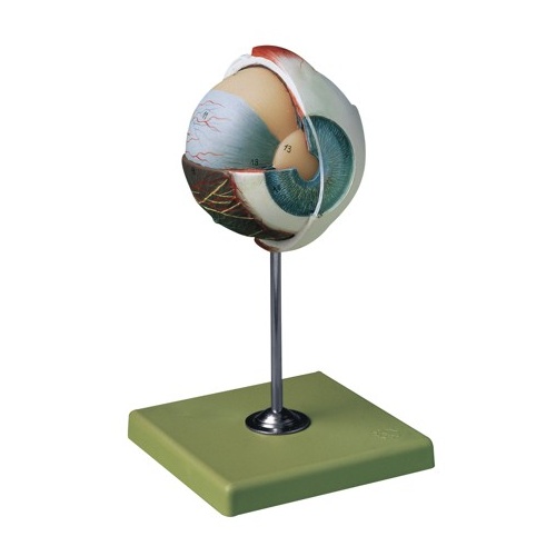 Sectioned Eye