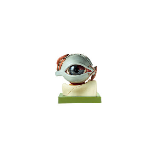 EYEBALL