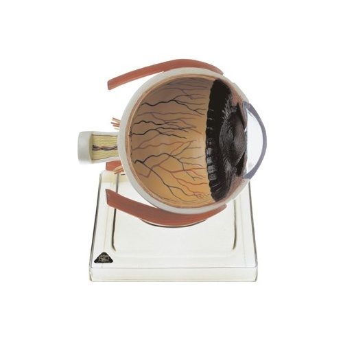 Right Half of the Human Eye