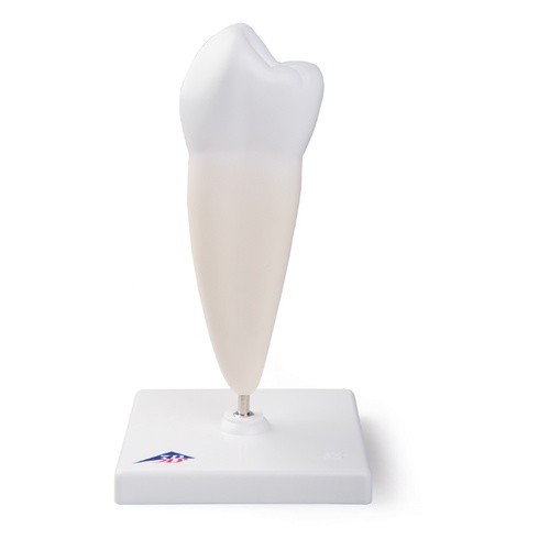 Anatomical Model- Lower Single-Root Pre-Molar