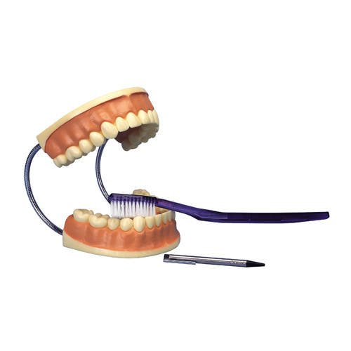 Anatomical Models for Effective Dental Care 