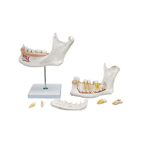 Anatomical Lower Jaw Model
