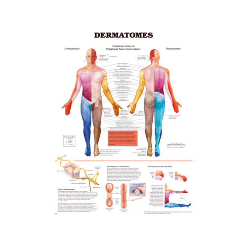 Dermatome Chart Free