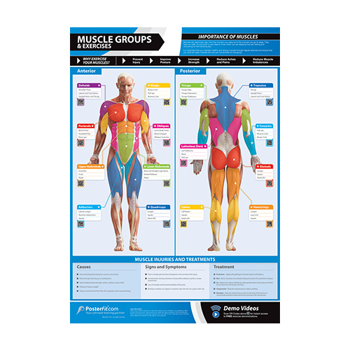 Weight Lifting Muscle Groups Chart