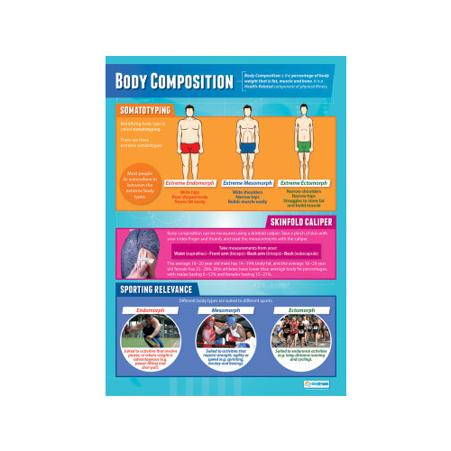 Physical Education School Poster-  Body Composition