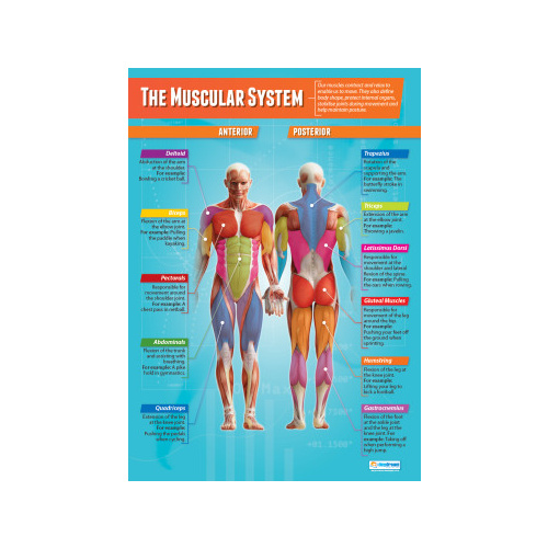 THE MUSCULAR SYSTEM (ROMAN) (L)