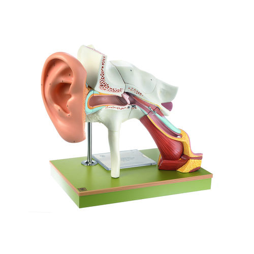 Ear with Pinna